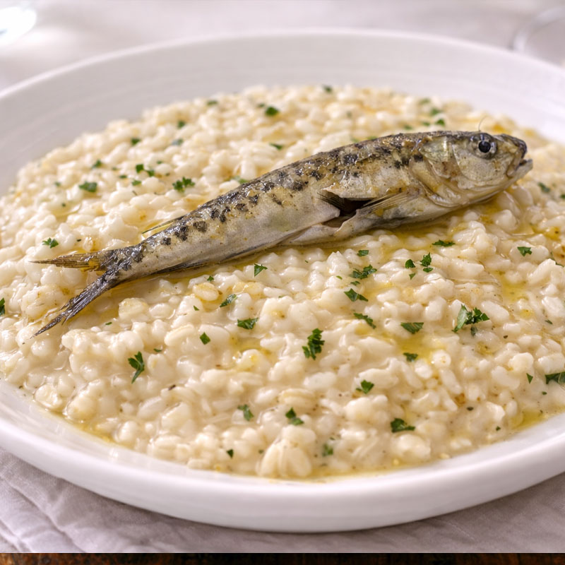 Risotto di Go, traditional dish from Venice